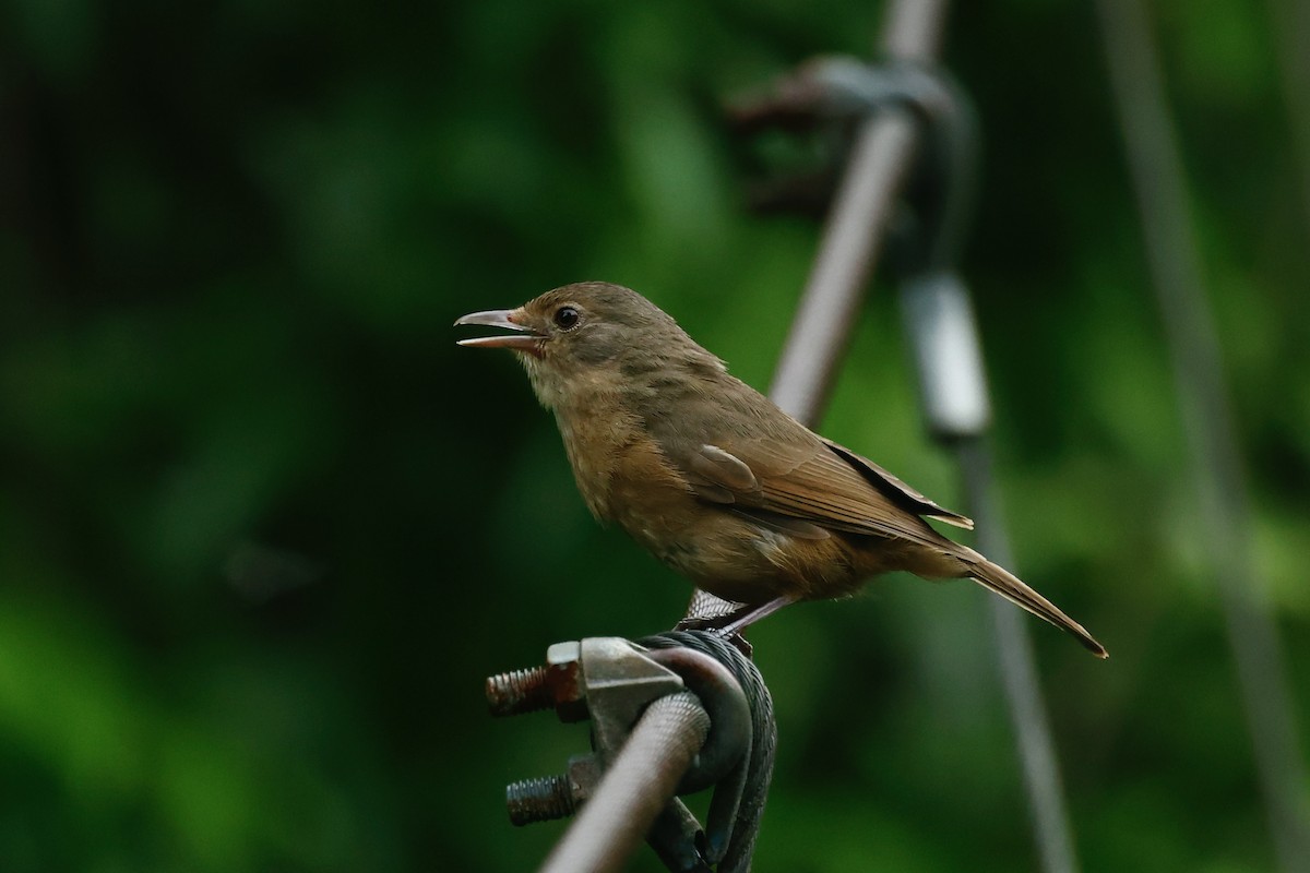 Little Shrikethrush (Rufous) - ML647212991