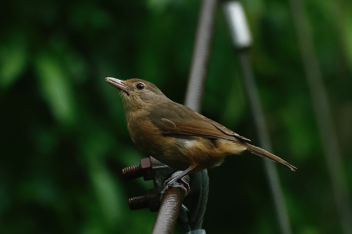Little Shrikethrush (Rufous) - ML647212992