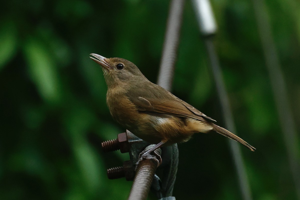 Little Shrikethrush (Rufous) - ML647212995