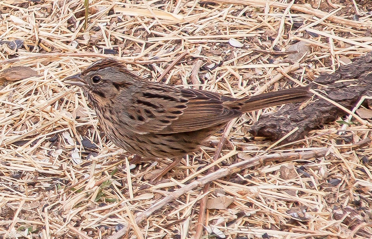 Lincoln's Sparrow - ML647212998