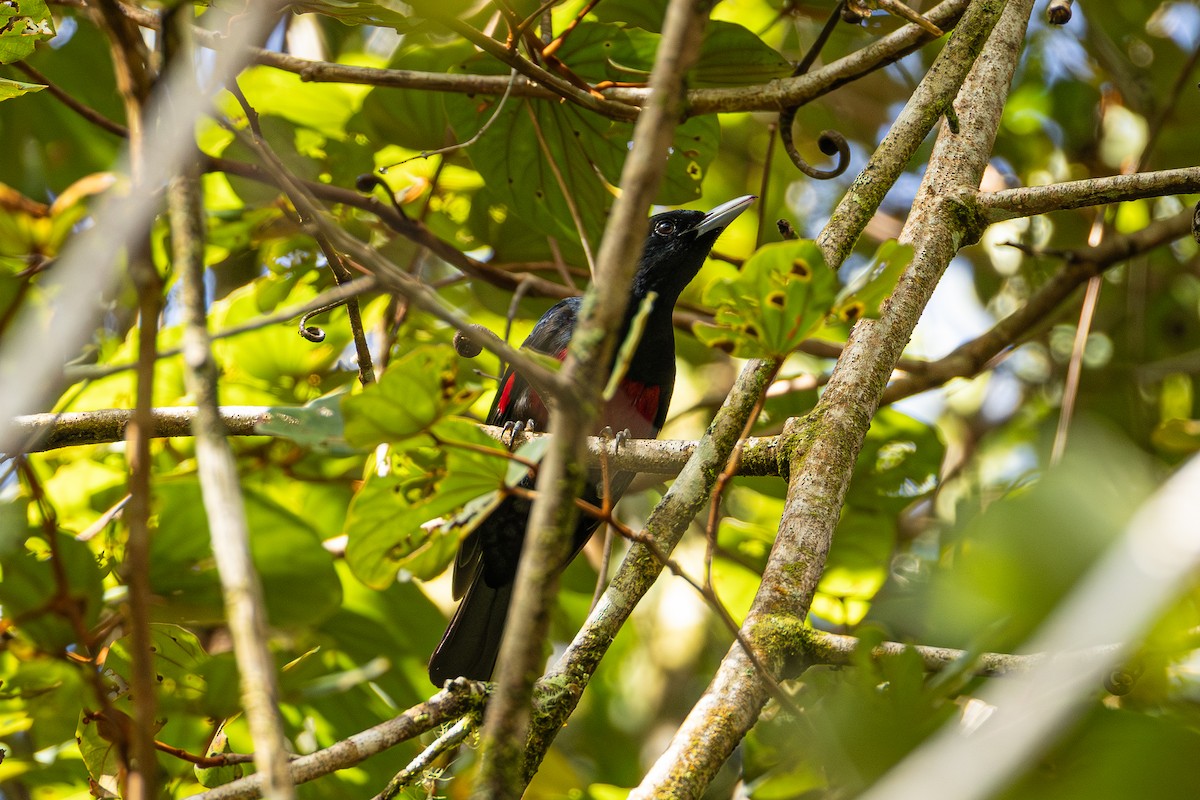 Rotbrustpirol - ML647213004