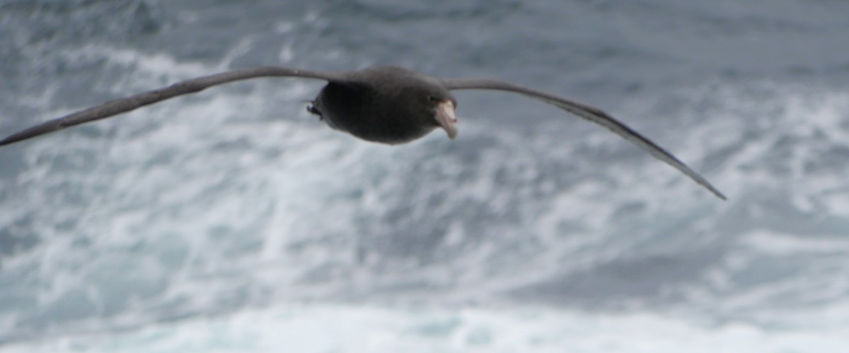 Southern Giant-Petrel - ML647213005