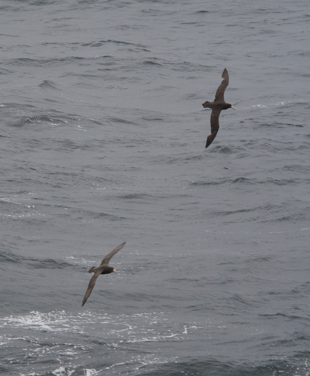 Southern Giant-Petrel - ML647213006