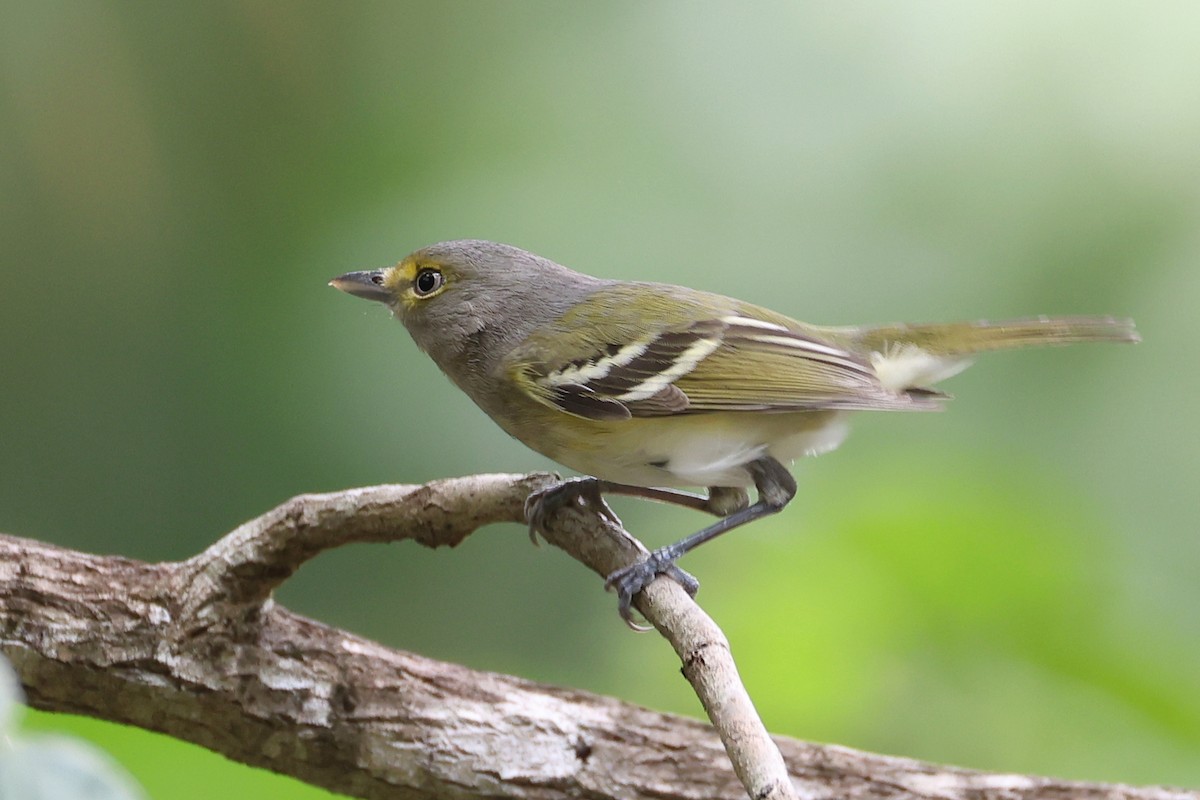 White-eyed Vireo - ML647213011