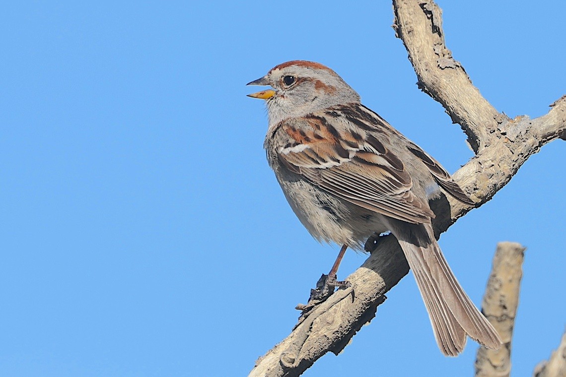 American Tree Sparrow - ML647213018