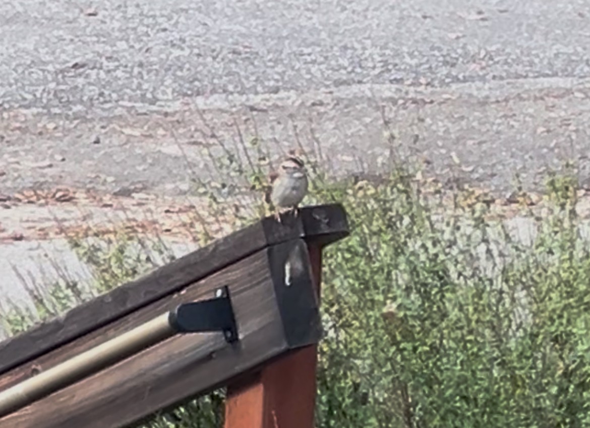 White-throated Sparrow - ML647213020