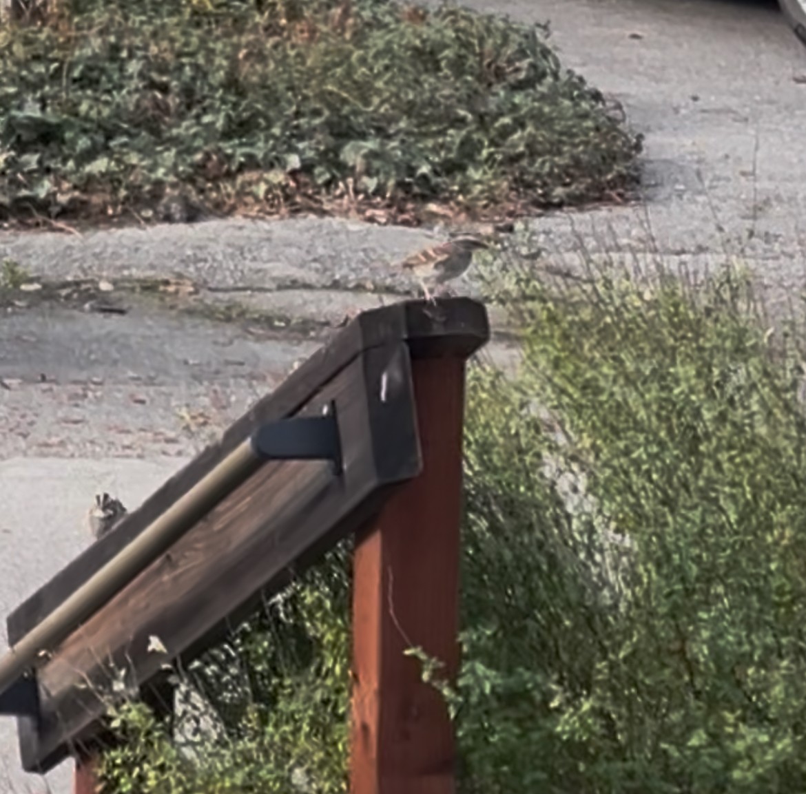 White-throated Sparrow - ML647213021