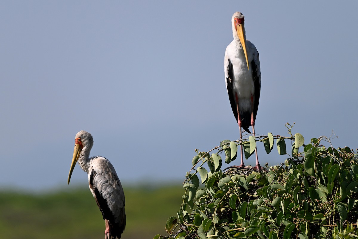 Yellow-billed Stork - ML647213024
