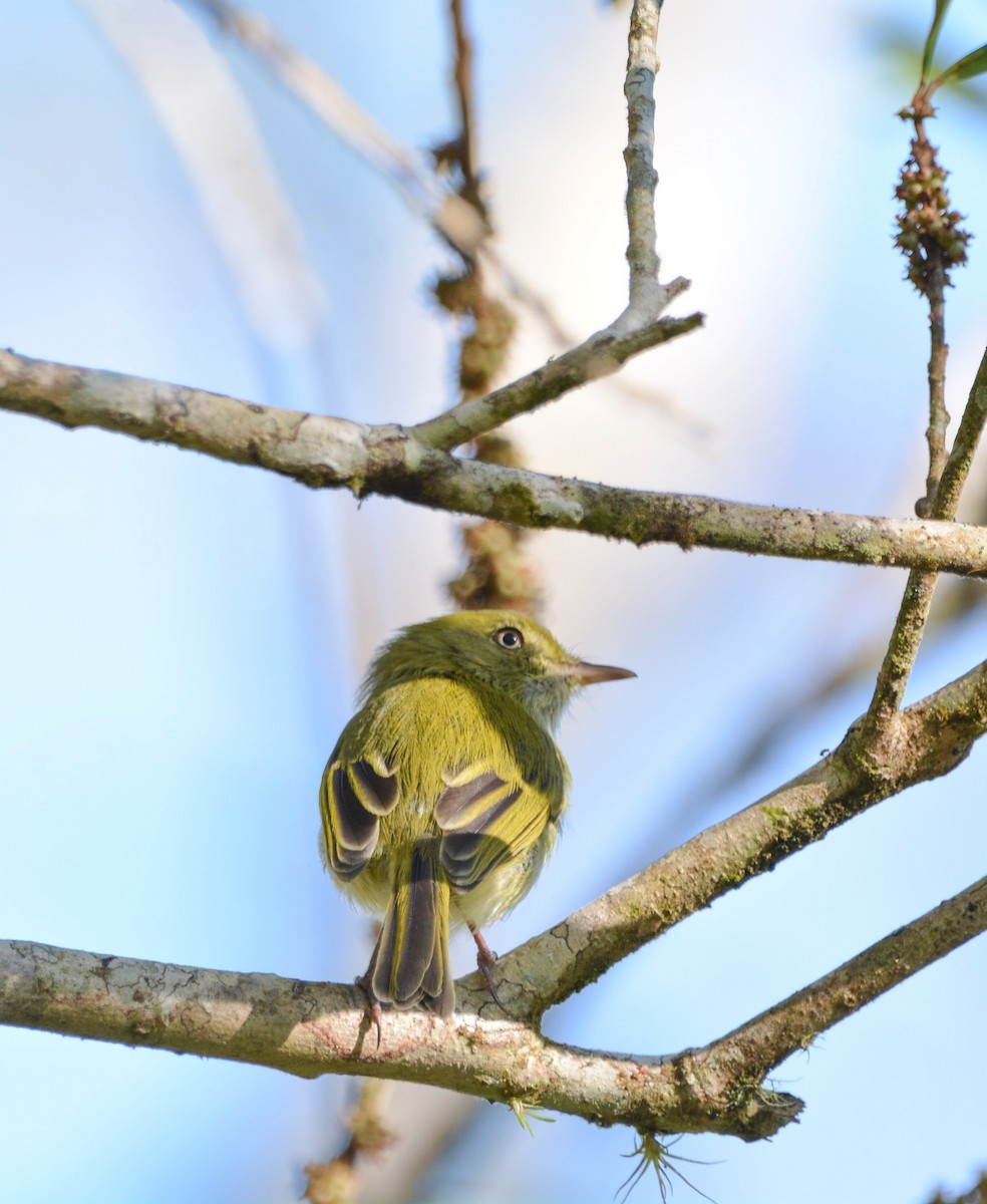 Зеленоспинный тоди-тиранн - ML647213025