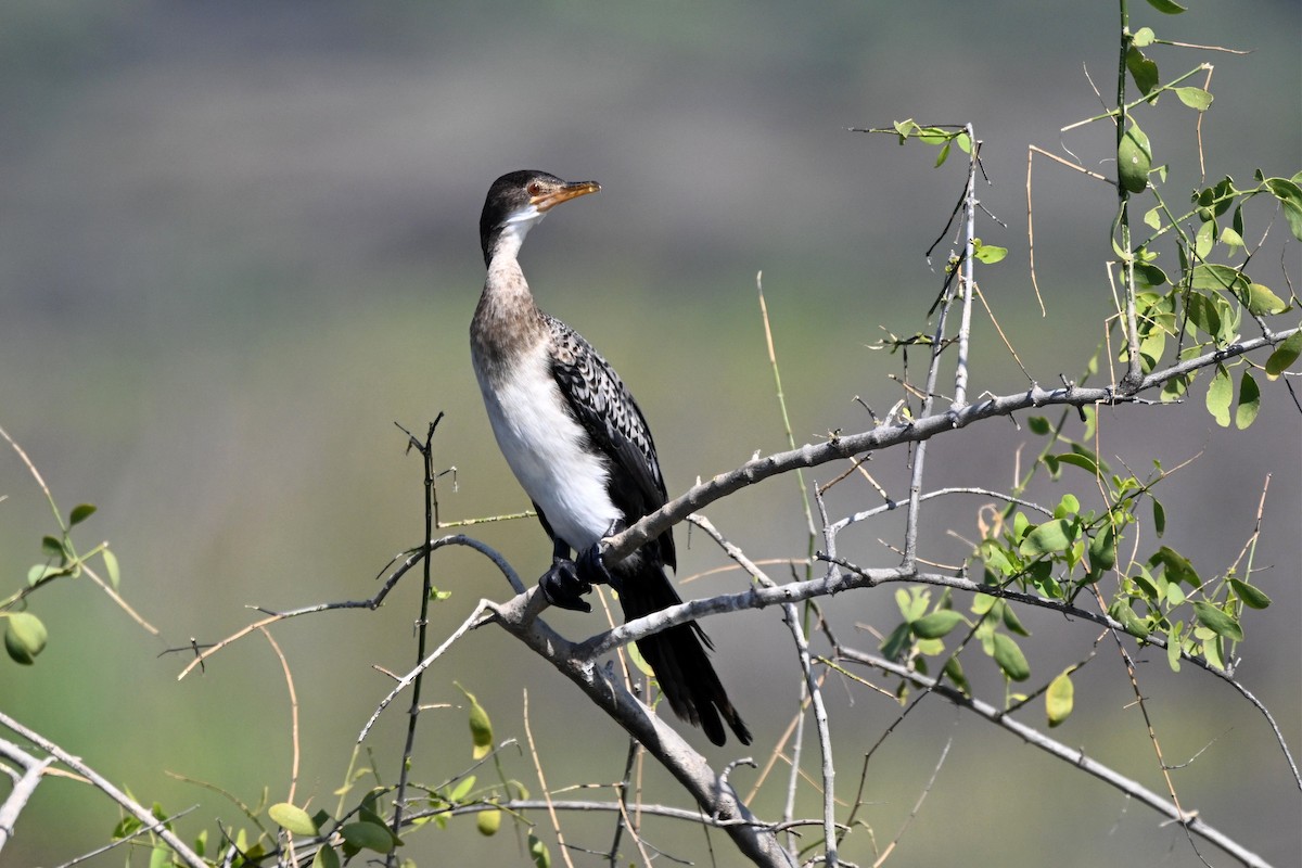 アフリカコビトウ - ML647213026