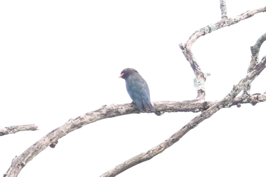 佛法僧 - ML647213030