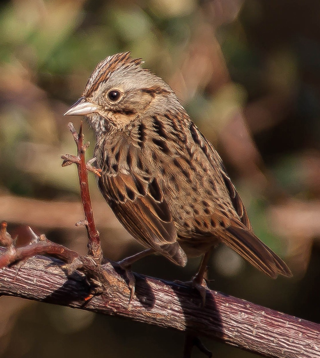 Lincoln's Sparrow - ML647213038