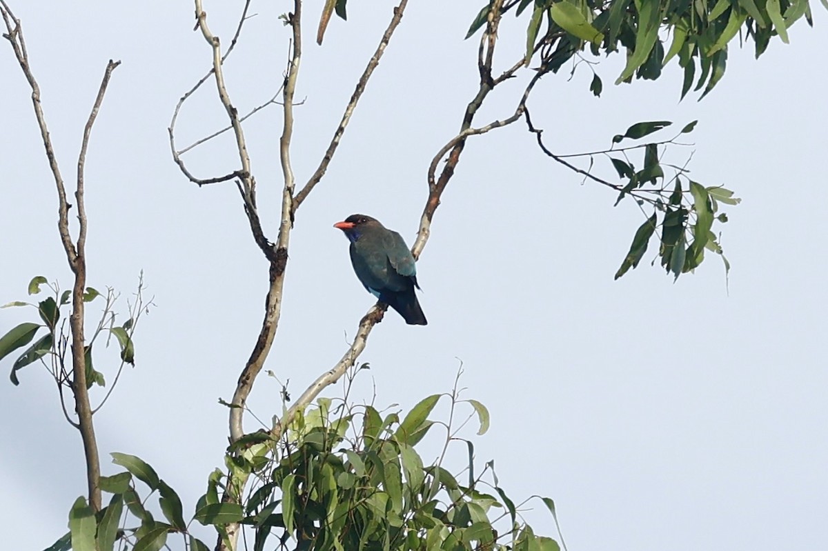 佛法僧 - ML647213039