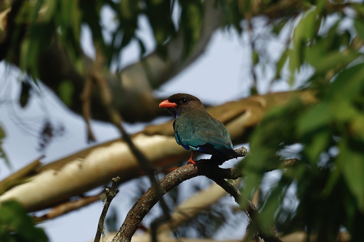 佛法僧 - ML647213040