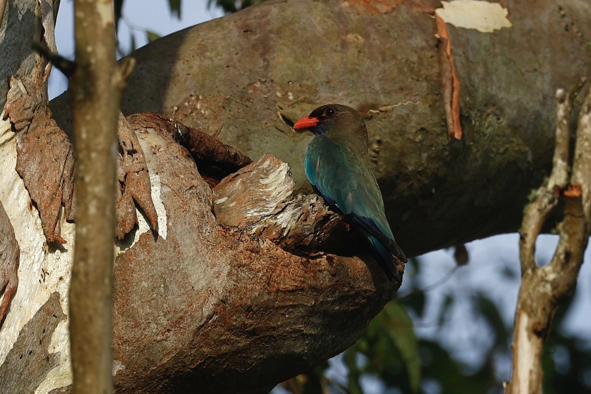 佛法僧 - ML647213042