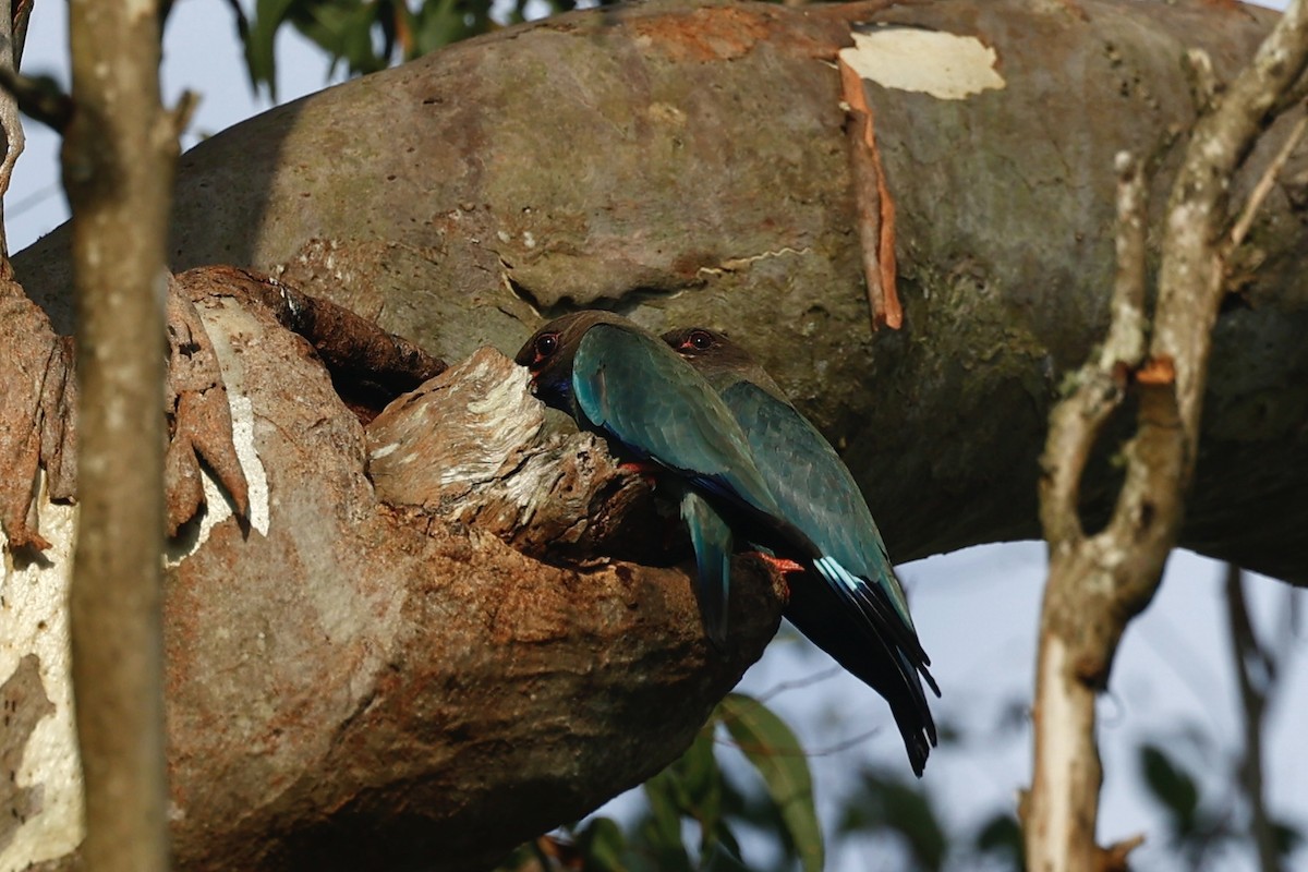 佛法僧 - ML647213043