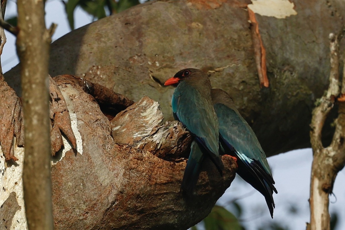 佛法僧 - ML647213049