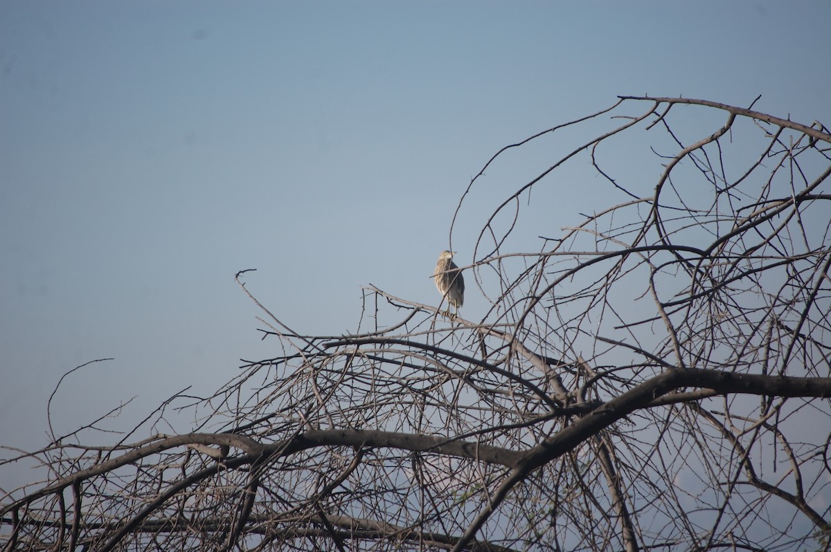 Indian Pond-Heron - ML647213061