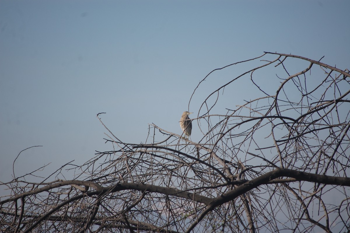 Indian Pond-Heron - ML647213062