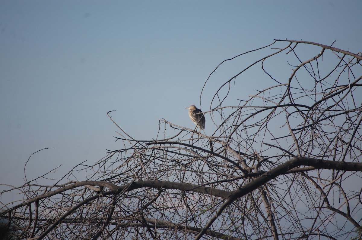 Indian Pond-Heron - ML647213063