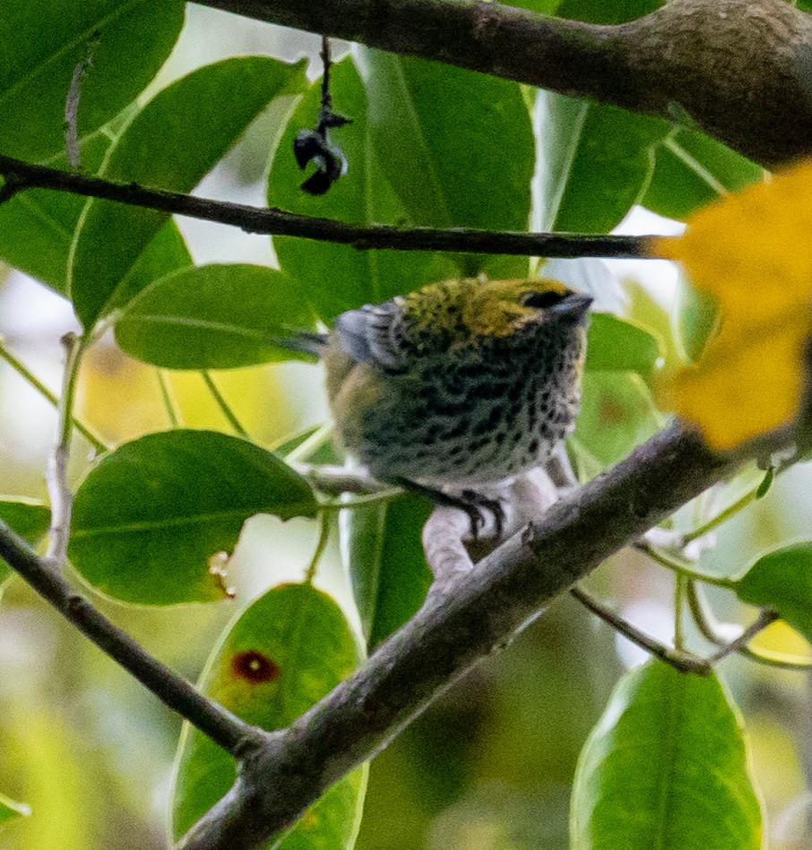 Speckled Tanager - ML647213071