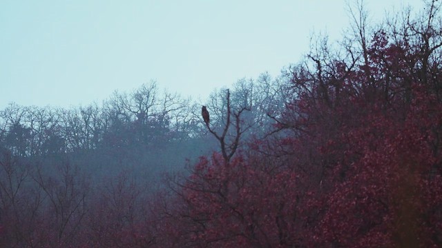 Eurasian Eagle-Owl - ML647213085