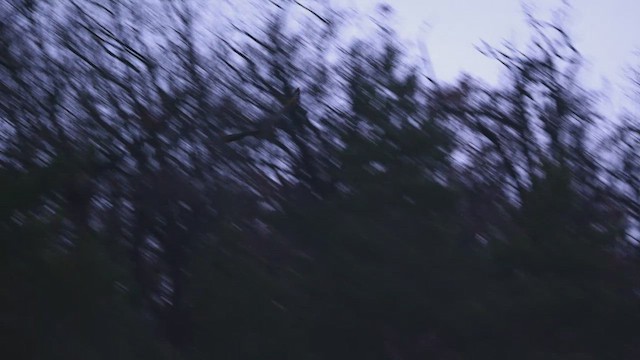 Eurasian Eagle-Owl - ML647213086