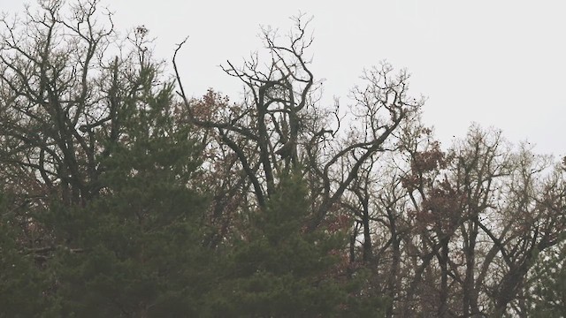 Eurasian Eagle-Owl - ML647213087