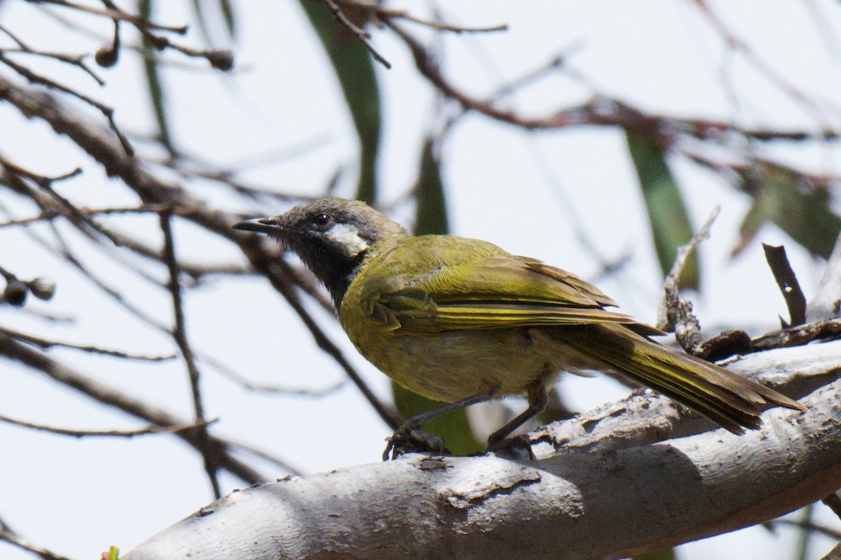 Méliphage leucotique - ML647213099