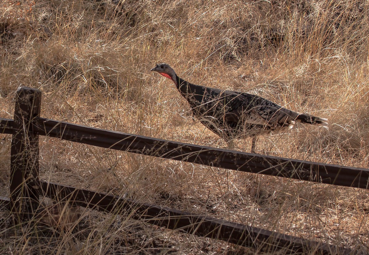 הודן בר - ML647213105