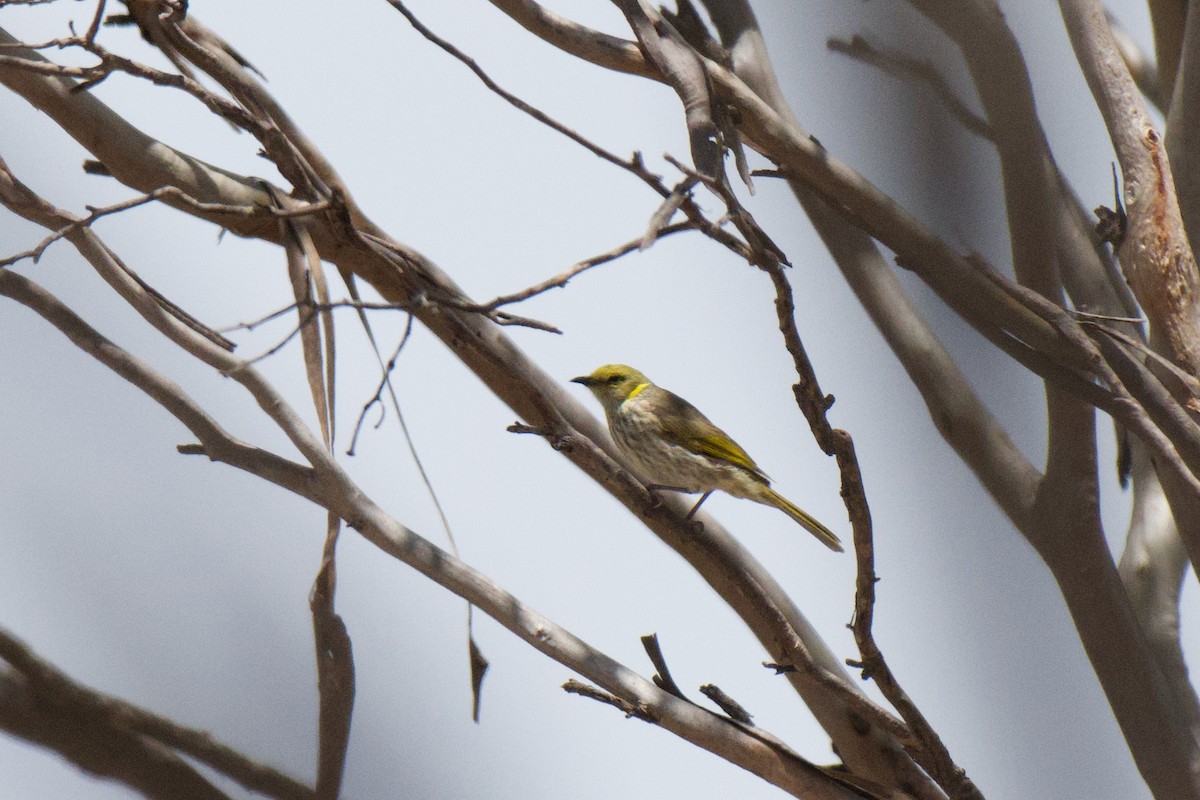 Yellow-plumed Honeyeater - ML647213109