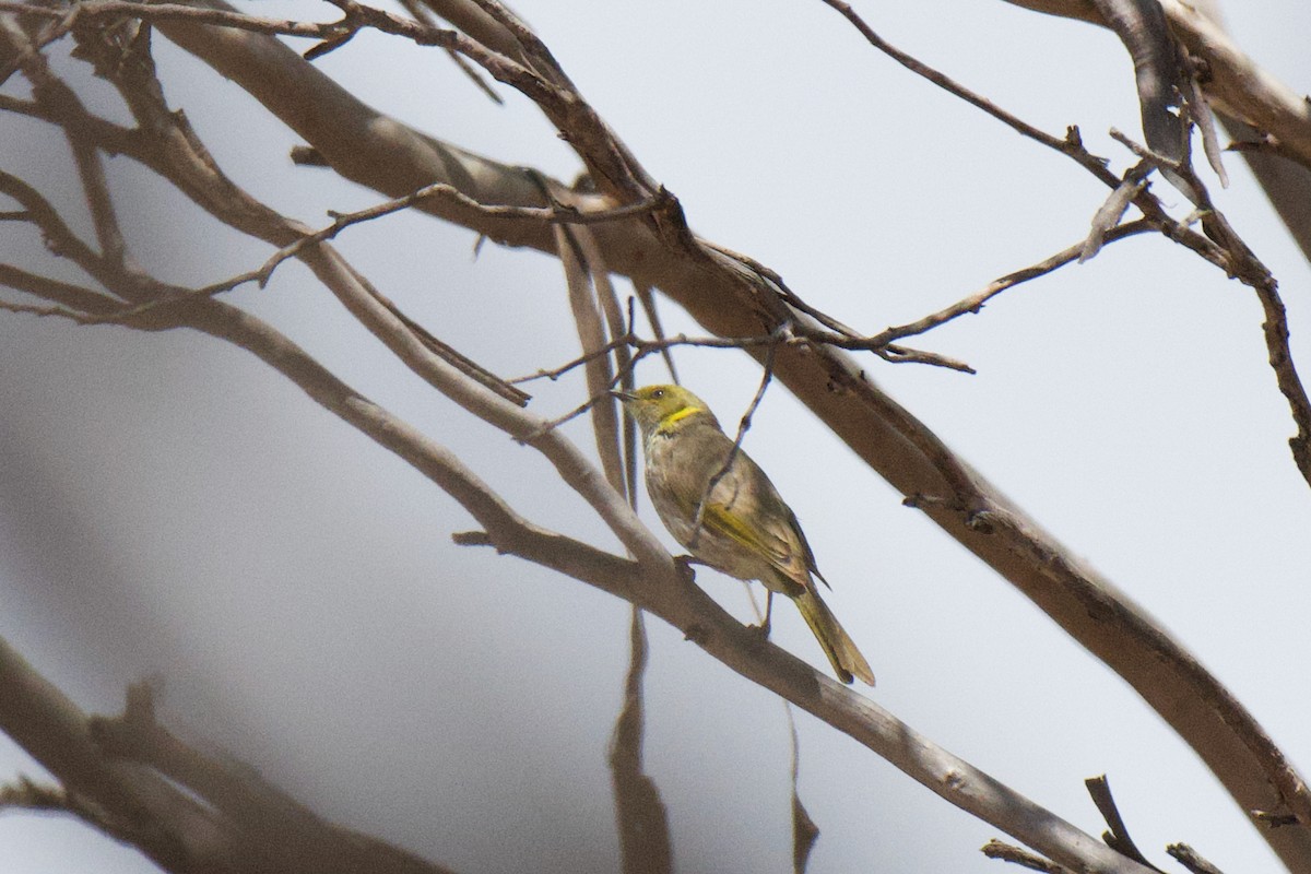 Yellow-plumed Honeyeater - ML647213115