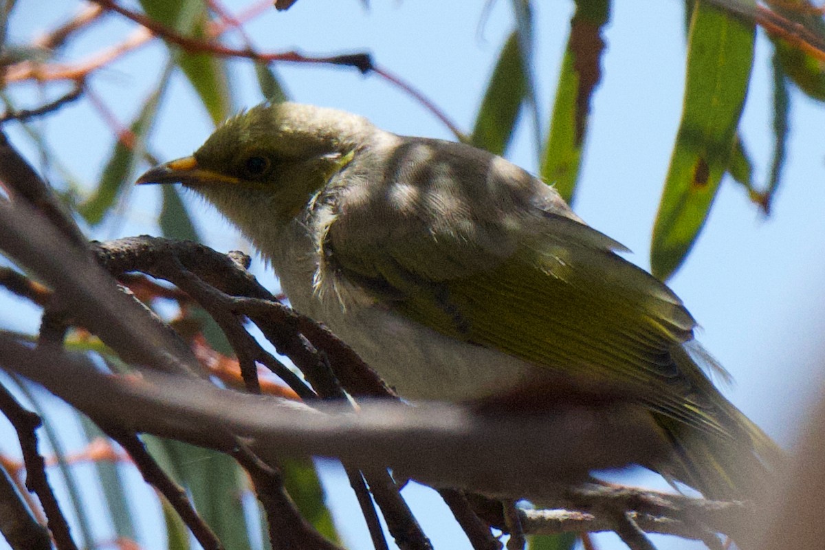Yellow-plumed Honeyeater - ML647213127
