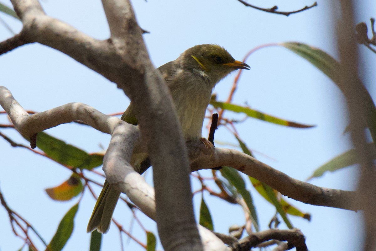 Yellow-plumed Honeyeater - ML647213132