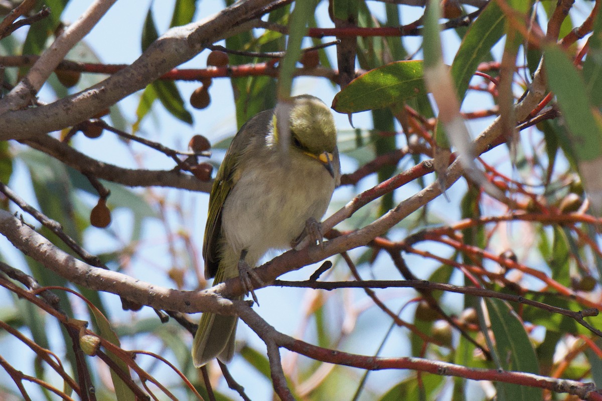 Yellow-plumed Honeyeater - ML647213144
