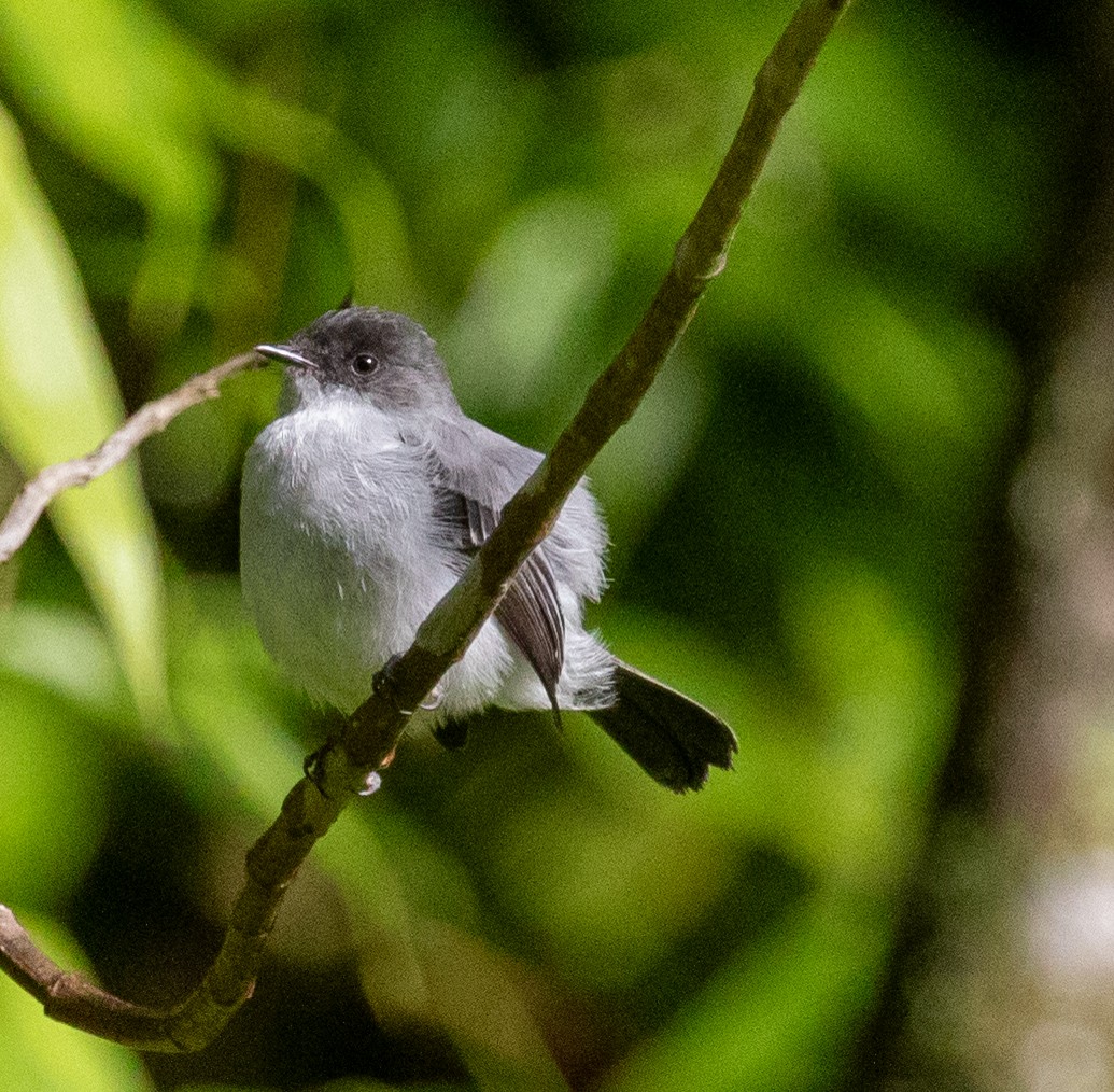 Torrent Tyrannulet - ML647213145