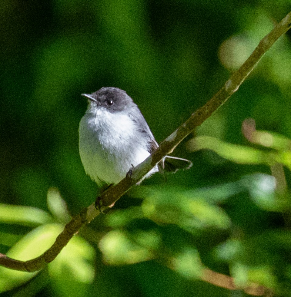 Torrent Tyrannulet - ML647213146