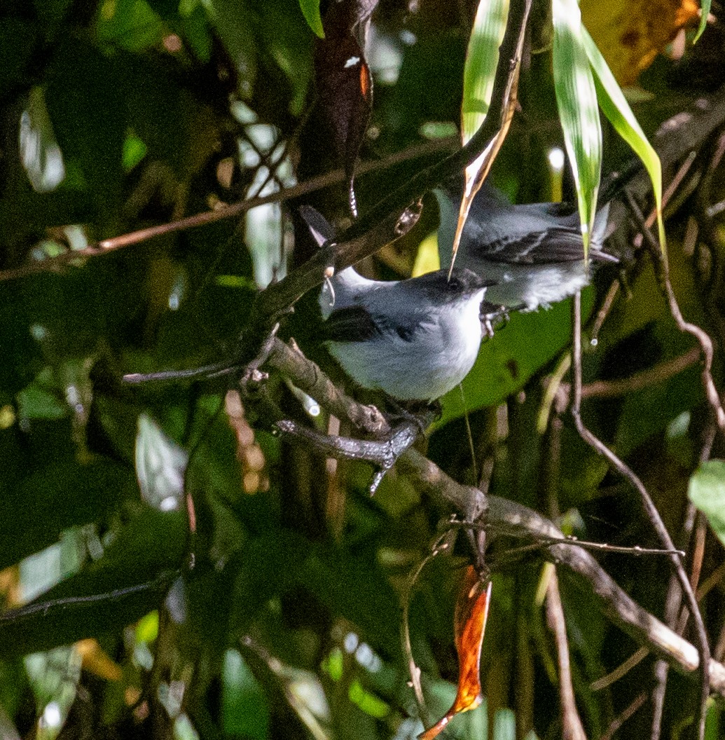 Torrent Tyrannulet - ML647213147
