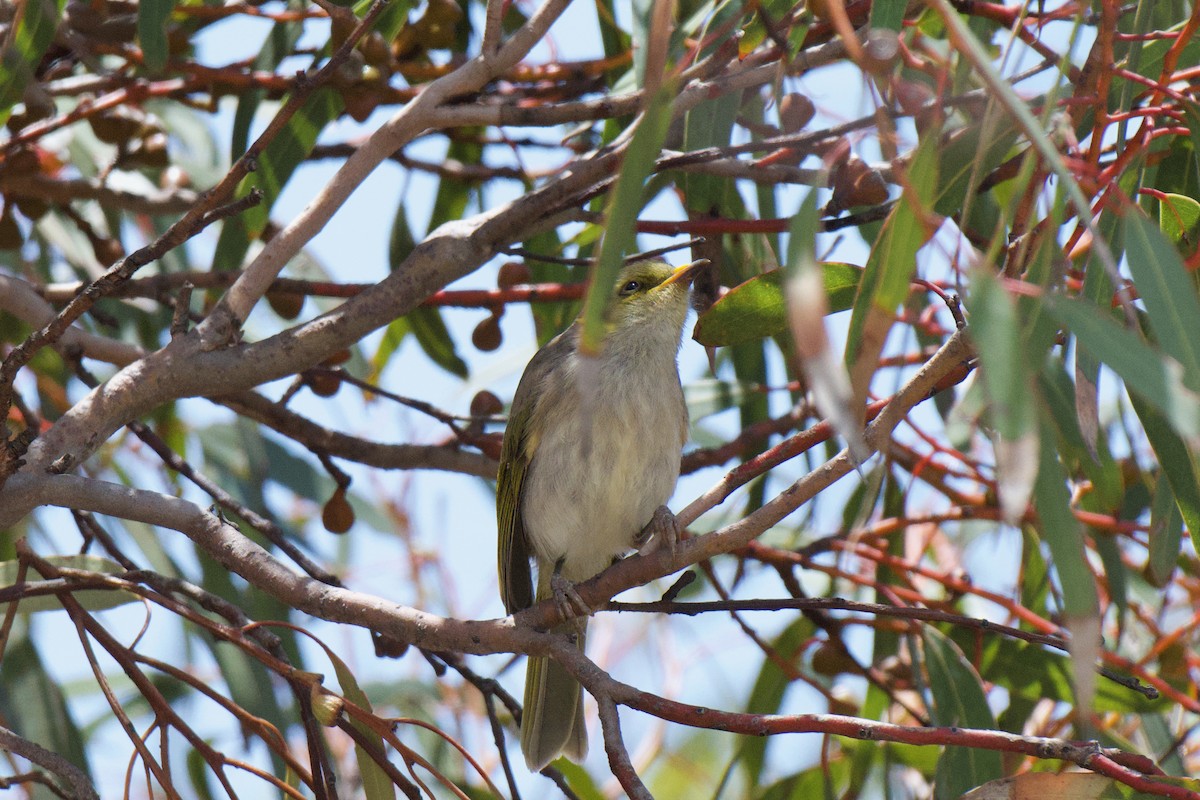 Yellow-plumed Honeyeater - ML647213149