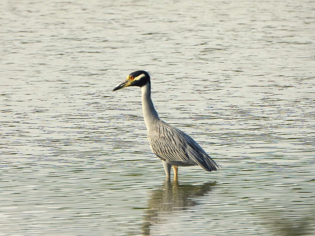 kvakoš žlutočelý - ML647213152