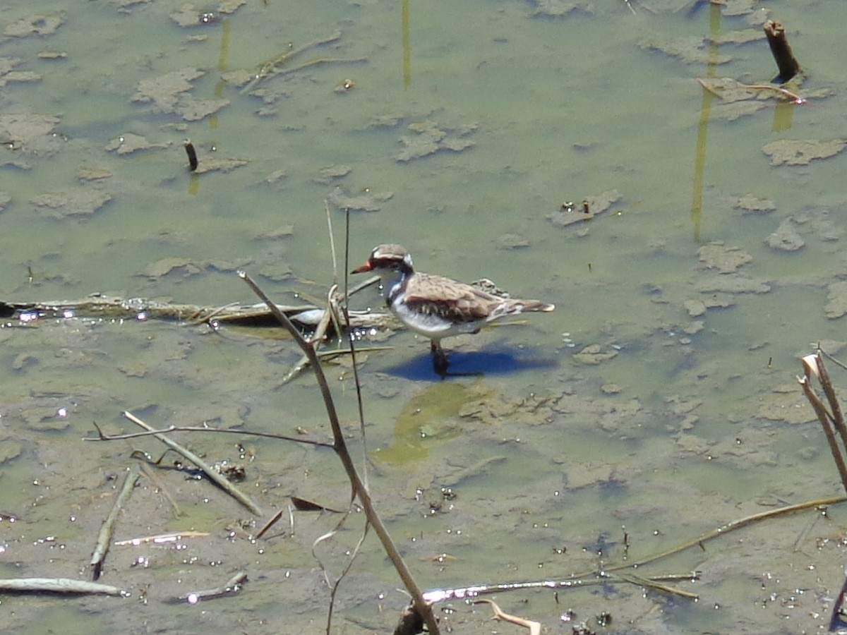 Black-fronted Dotterel - ML647213153