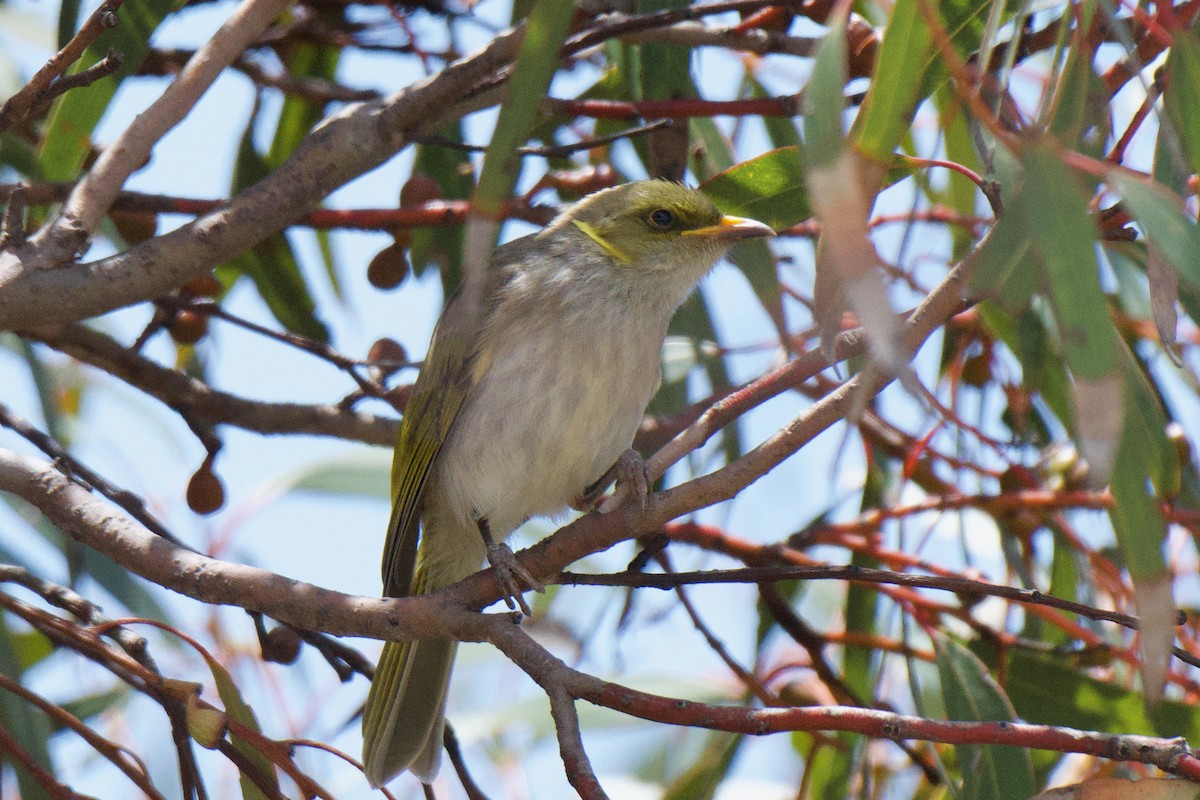 Yellow-plumed Honeyeater - ML647213155