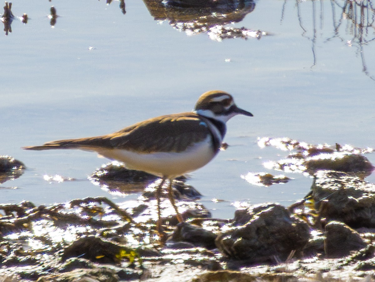 Killdeer - ML647213156