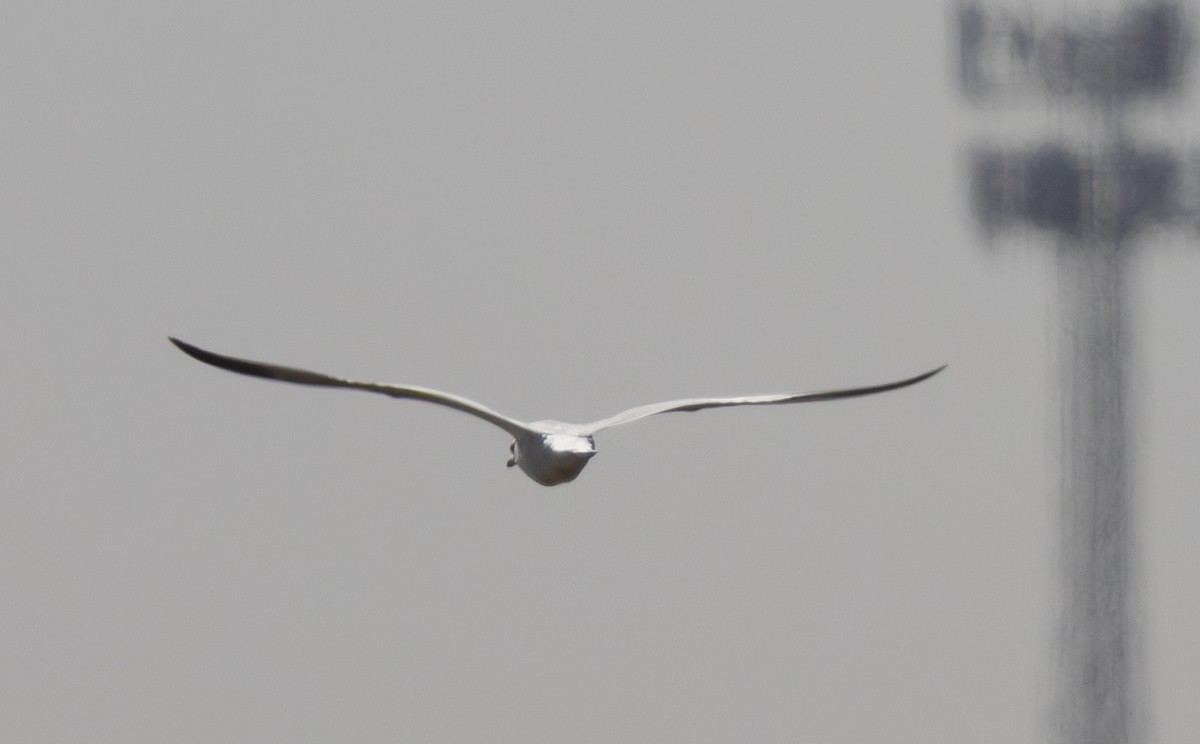 שחף בלתי-מזוהה - ML647213159