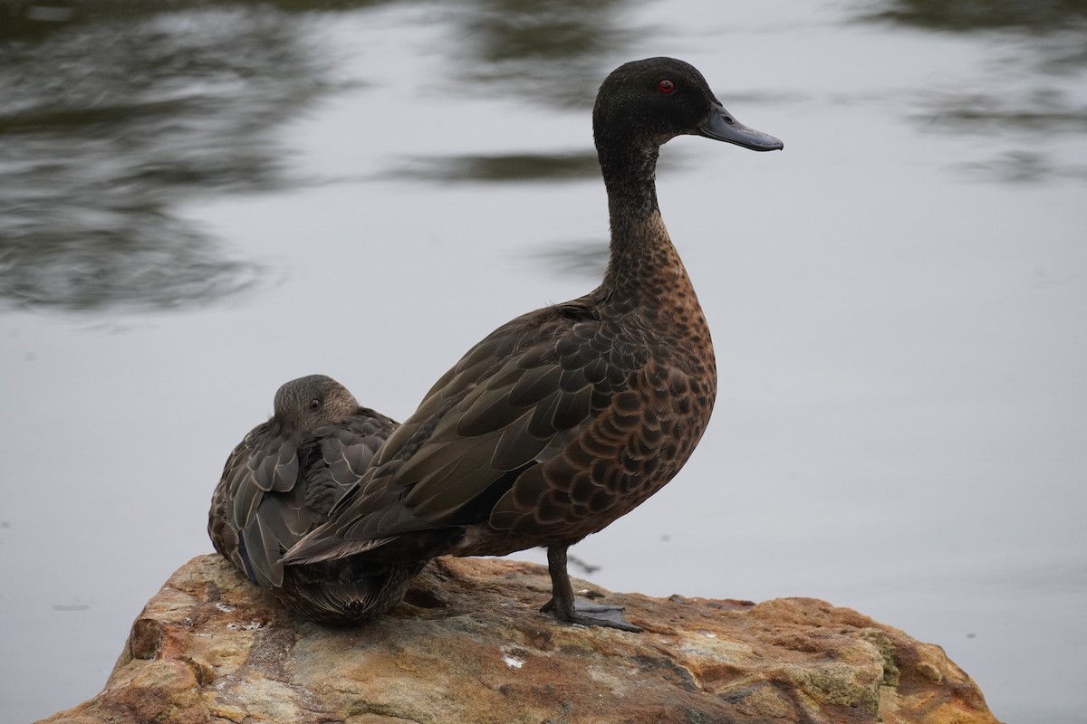 Kastanienente - ML647213160