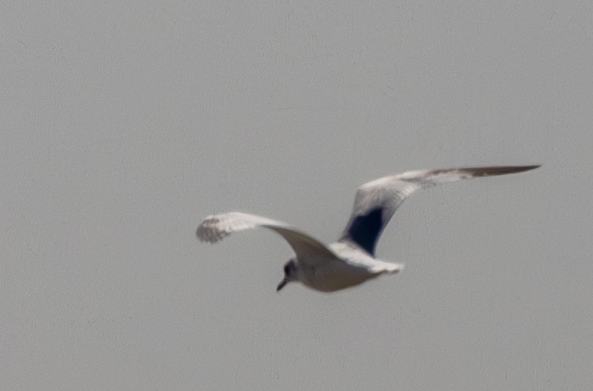 שחף בלתי-מזוהה - ML647213163