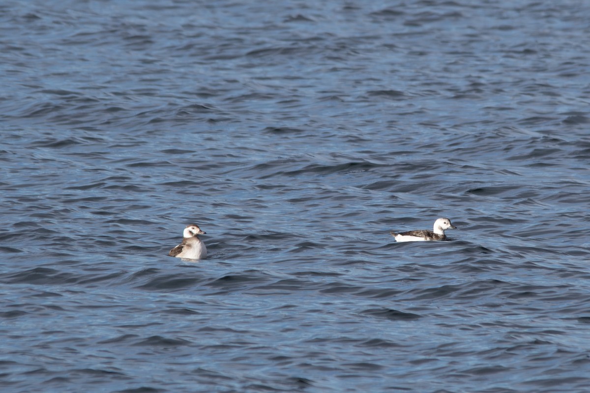 hoholka lední - ML647213164