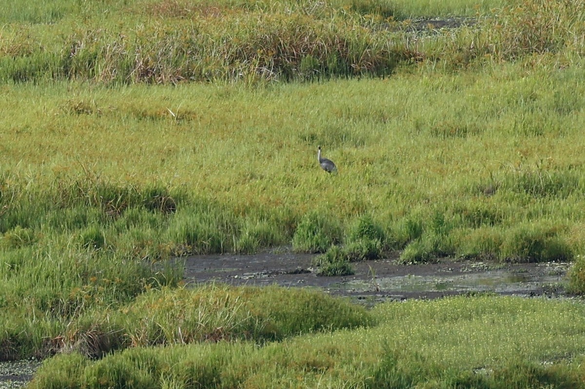 Brolga - ML647213165