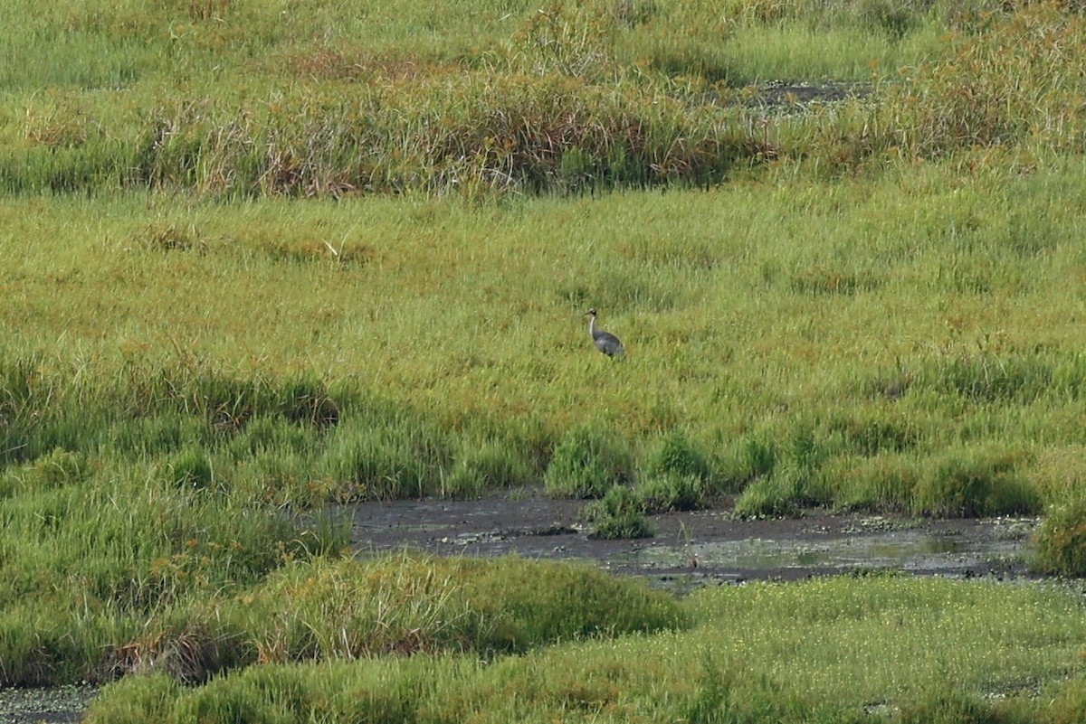 Brolga - ML647213166