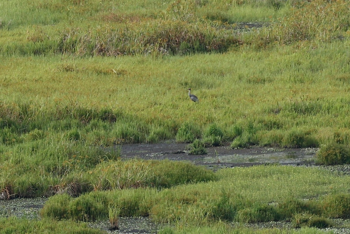 Brolga - ML647213167